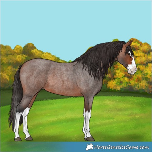 Horse Color:Bay Roan Splash