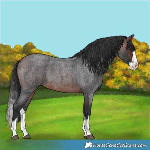 Horse Color:Brown Roan Splash 