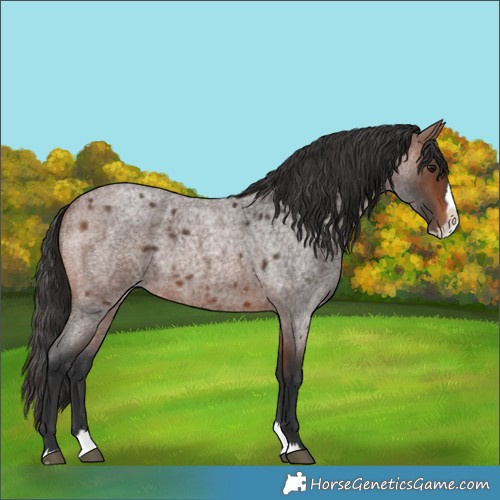Horse Color:Brown Roan Splash