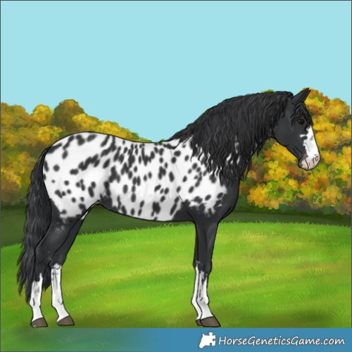 Horse Color:Black Near Leopard 