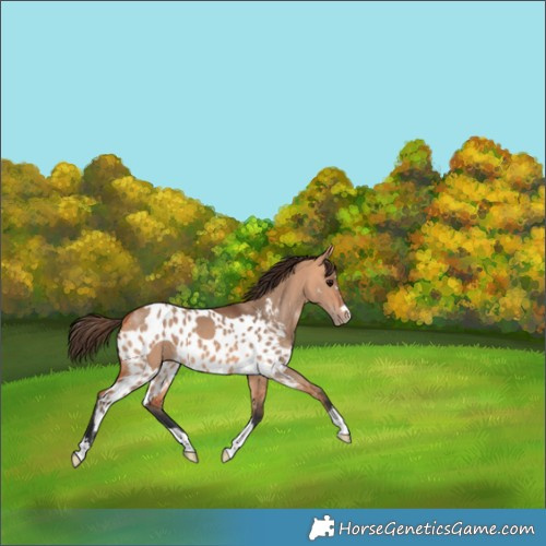 Horse Color:Bay Dun Skewed LP Spotted 