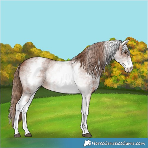 Horse Color:White Spotted Chestnut Sabino