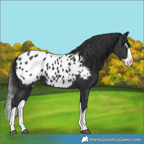 Horse Color:Black Splash Near Leopard 