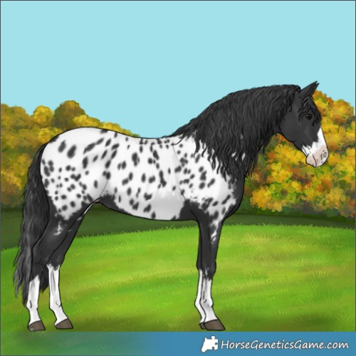 Horse Color:Black Splash Near Leopard 