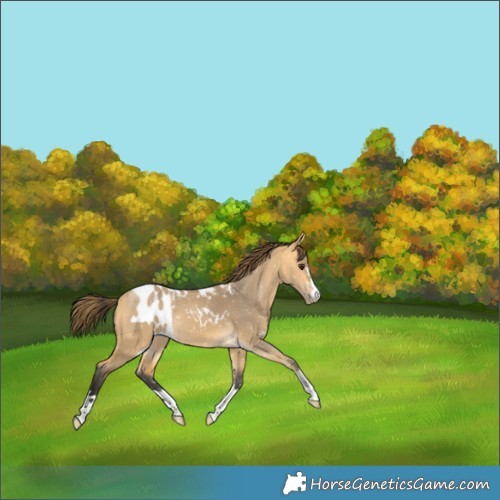 Horse Color:Buckskin Dun Skewed LP Spotted