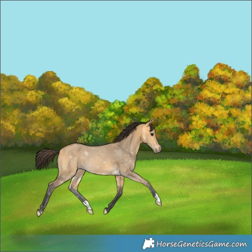 Horse Color:Buckskin Dun