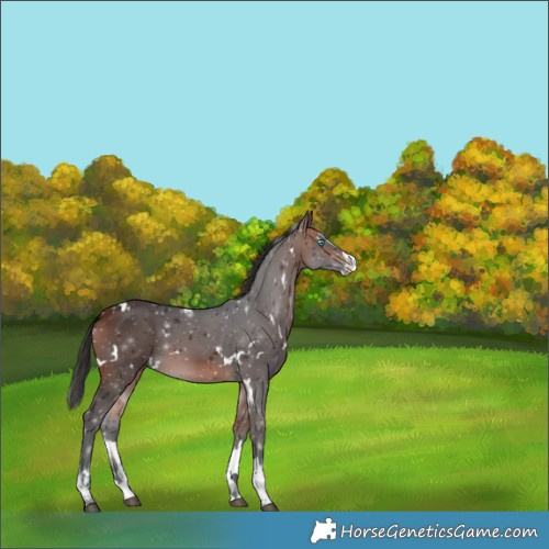 Horse Color:White Spotted Bay Splash 