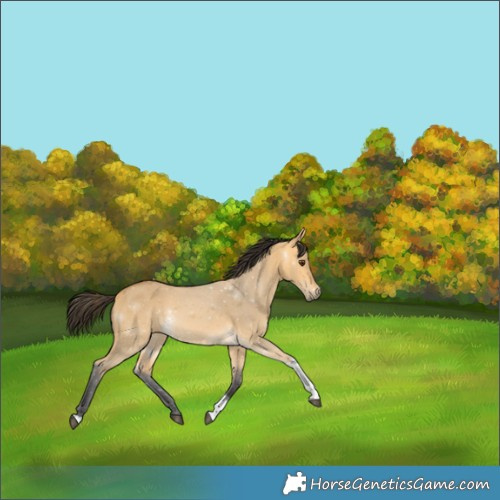 Horse Color:Buckskin Dun Tobiano 