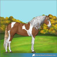 Horse Color:Gray Chestnut Splash Tobiano 