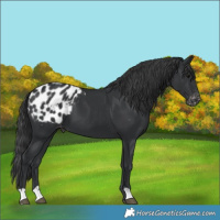 Horse Color:Black Blanket 
