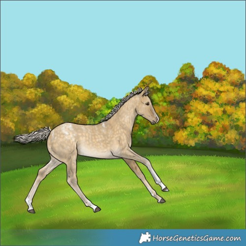 Horse Color:Powder White Silver Buckskin Dun 