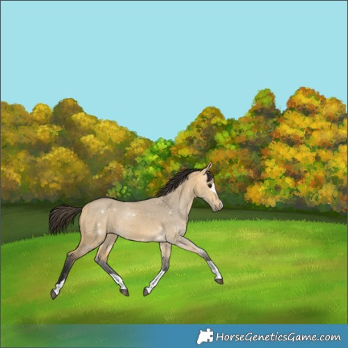 Horse Color:Buckskin Dun 
