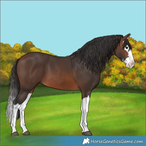 Horse Color:Brown Splash 