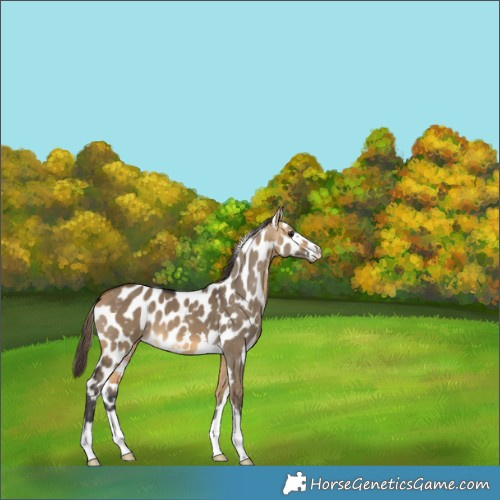 Horse Color:Buckskin Dun Skewed LP Spotted