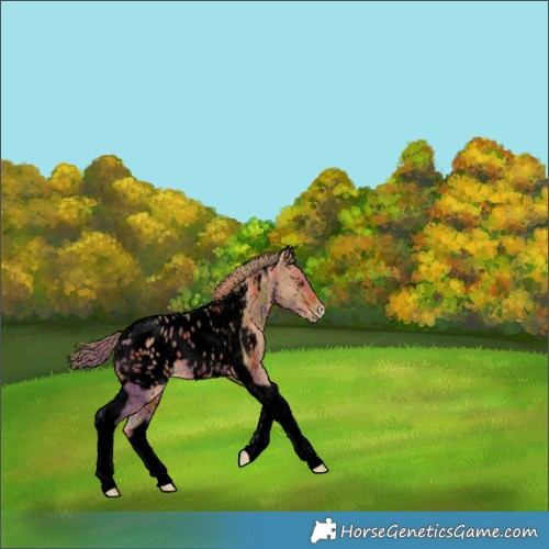 Horse Color:Void Nacre Chestnut Tobiano Blanket 