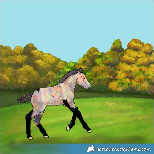 Horse Color:Void Nacre Buckskin Tobiano 