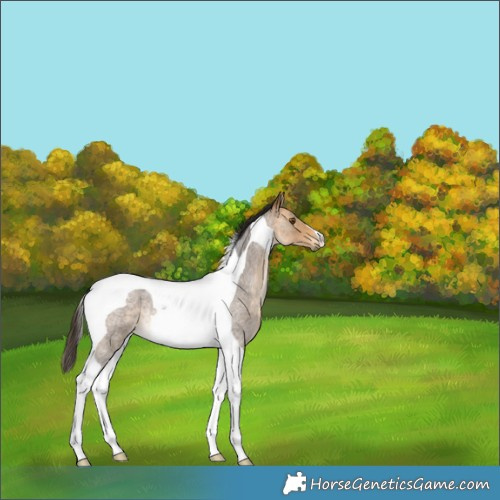 Horse Color:Buckskin Roan Tobiano Rabicano 