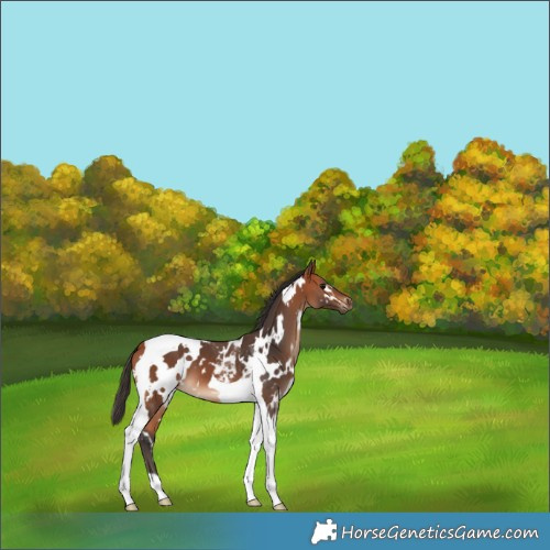 Horse Color:White Spotted Bay Tobiano