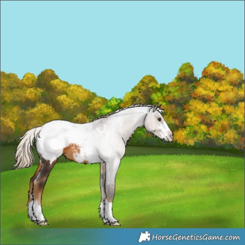Horse Color:Chocolate Palomino Snowcap 