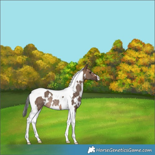 Horse Color:White Spotted Brown Dun Tobiano Rabicano 