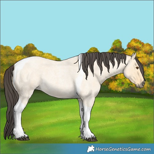 Horse Color:Buckskin Roan Dun Tobiano 