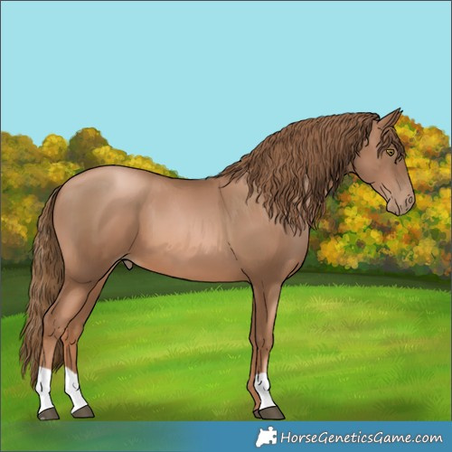 Horse Color:Liver Chestnut Pearl