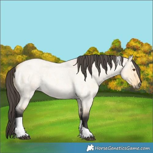 Horse Color:Buckskin Roan Dun Tobiano