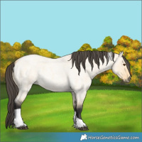Horse Color:Buckskin Roan Dun Tobiano 