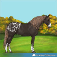 Horse Color:Liver Chestnut  and Liver Chestnut Blanket 