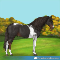 Horse Color:Liver Chestnut Tobiano 