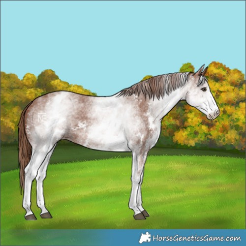 Horse Color:White Spotted Chestnut Sabino 
