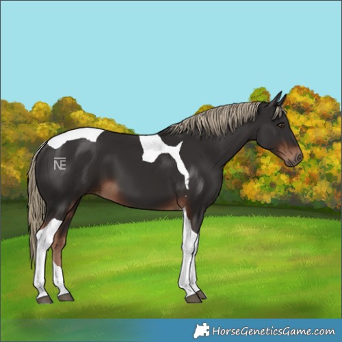 Horse Color:Liver Chestnut Tobiano