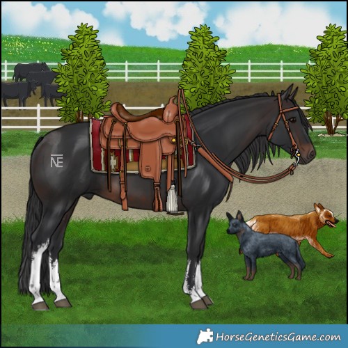 Horse Color:White Spotted Brown 