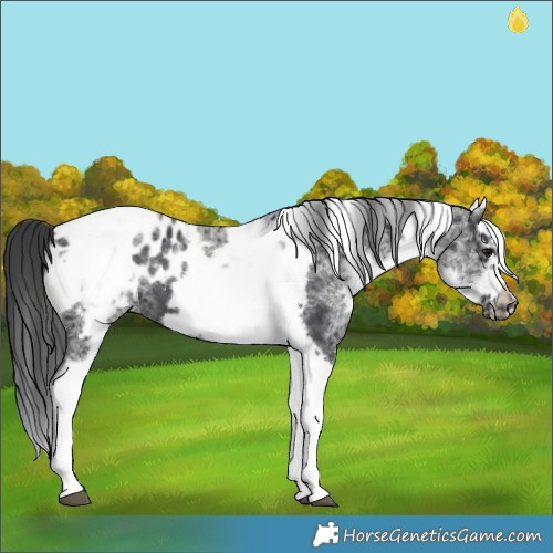 Horse Color:White Spotted Black Splash Tobiano Frame Blanket