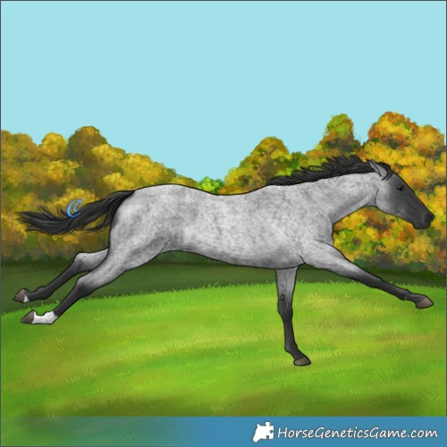 Horse Color:Blue Roan 