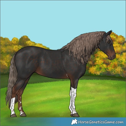 Horse Color:Liver Chestnut Tobiano