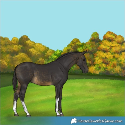 Horse Color:White Spotted Buckskin 