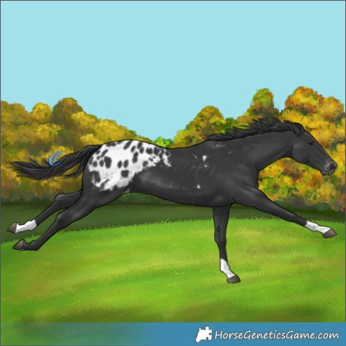 Horse Color:Black Blanket 