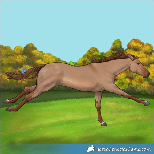 Horse Color:Red Dun 