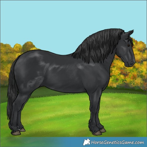 Horse Color:Black 