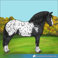 Horse Color:Black Blanket