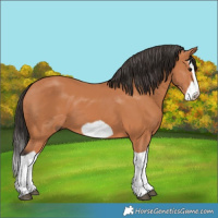 Horse Color:Bay Splash Frame 