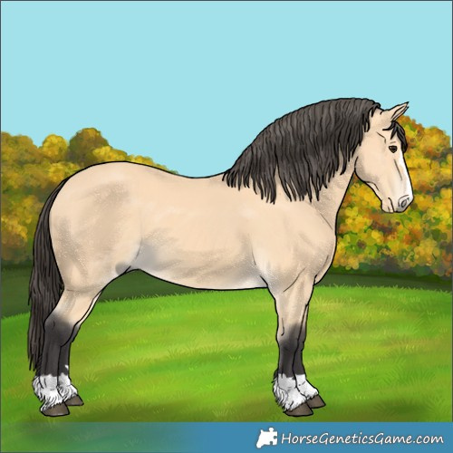 Horse Color:Buckskin