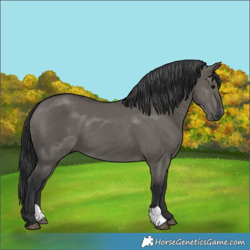 Horse Color:Grullo 
