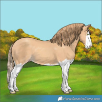 Horse Color:Gold Champagne Splash 