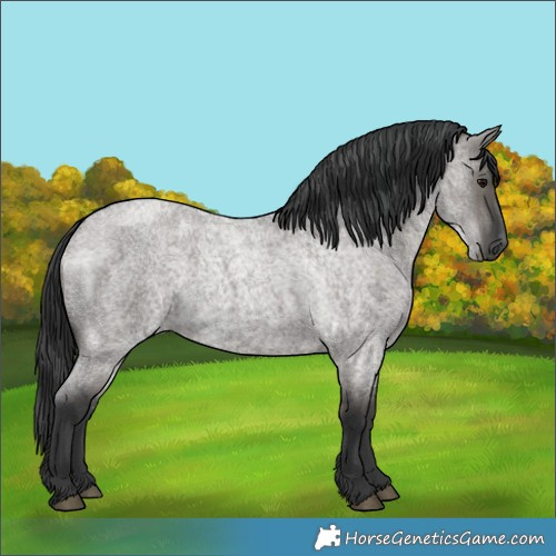Horse Color:Grullo Roan 