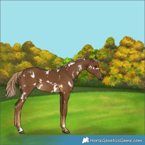 Horse Color:White Spotted Chocolate Palomino 