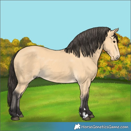 Horse Color:Buckskin