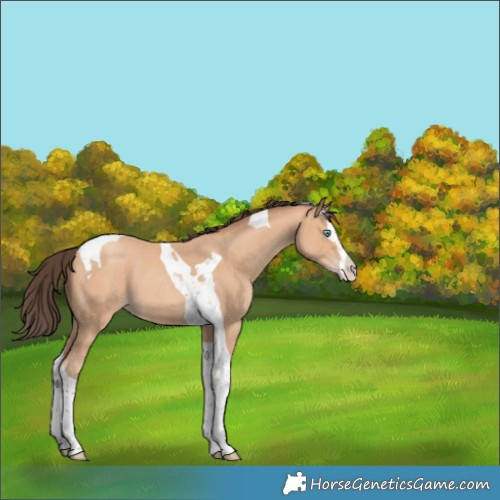 Horse Color:Amber Champagne Splash Tobiano 