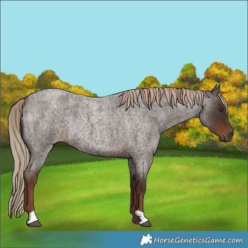 Horse Color:Liver Red Roan Rabicano 